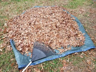 leaves and rake on blue tarp in autumn