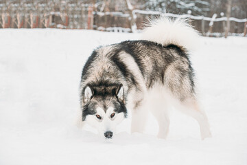 Alaskan Malamute Sniffing Snow Outdoor. Winter Season