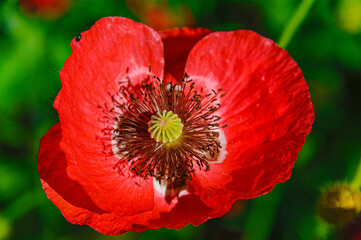 Red Icelandic paper poppy flower in grassland with shallow depth of field background.