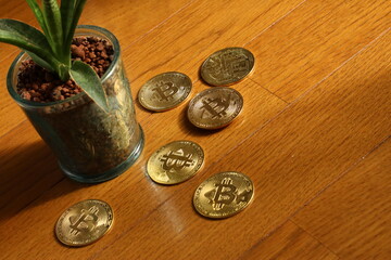 金のなる木　ビットコインの仮想通貨とサンスベリアの植物
