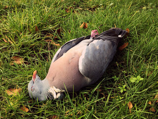 Aarhus, Denmark,  December 2019 - Photo of a dead pigeon lying on a green field of grass