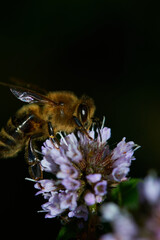 Beautiful bee searching for pollen on a purple flower