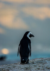 Obraz premium South Africa Penguin at Sunset