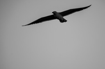 Seagull in Flight in South Africa