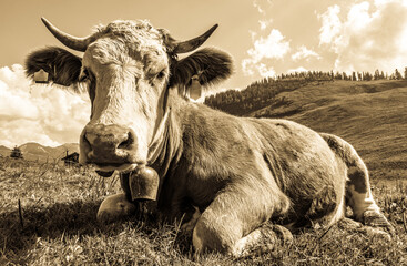cow at the european alps