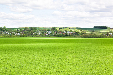 A lawn with green grass all the way to the horizon. Horizontal landscape of a flat field with fresh spring grass. Village, country houses, SNT, on the background of fields and trees.