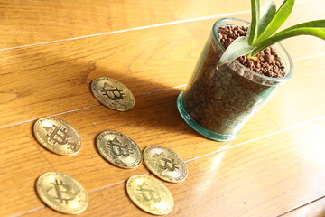 金のなる木　ビットコインの仮想通貨とサンスベリアの植物
