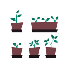 set of seedlings in pots with green shoots