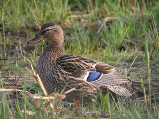 Obraz premium wild duck posing 