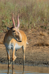 Portrait of male Saiga antelope or Saiga tatarica