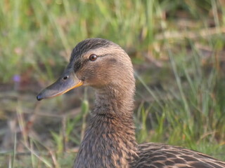 wild duck potrait