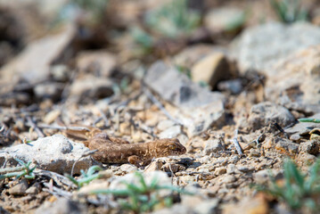 Even-fingered gecko genus Alcophyllex or squeaky gecko in wild nature