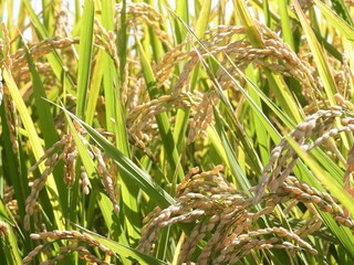 稲穂