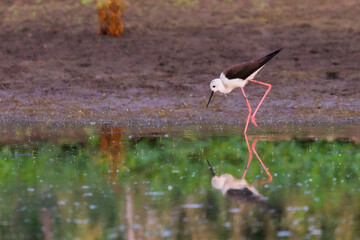 Black-winged Stilt feeding at eye level in natural pond