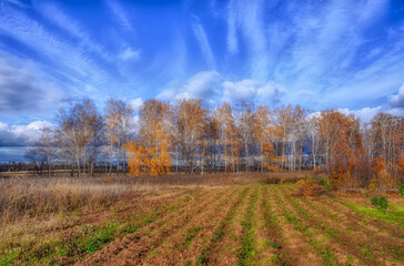 Fototapeta premium autumn landscape with trees and clouds