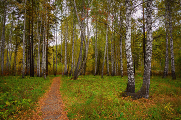 path in the forest