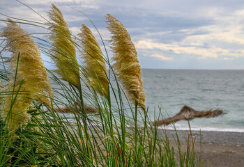 Fototapeta na wymiar reed on the beach