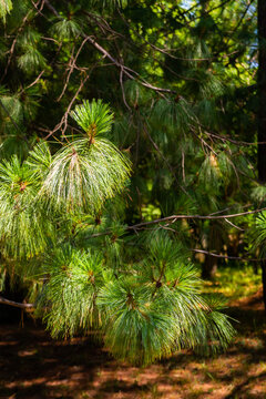 Pine tree or Pinus devoniana and pine needles on branches