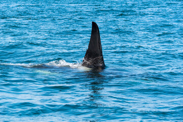 Obraz premium killer whale