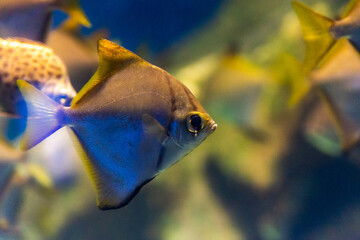 Monodactylus argenteus or silver moony fish