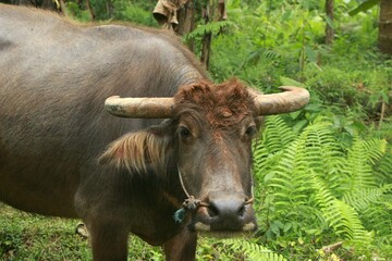 The head of buffalo