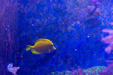 Fototapeta na wymiar Yellow Hawaiian Tang or Zebrasoma flavescens in aquarium