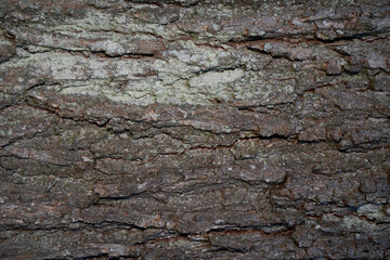 bark of a oak tree, close up, perfect for background. horizontal. Front view.