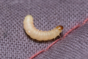 Indianmeal moth larvae, Plodia interpunctella, posed on a fabric surface