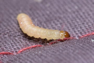 Indianmeal moth larvae, Plodia interpunctella, posed on a fabric surface
