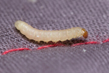 Indianmeal moth larvae, Plodia interpunctella, posed on a fabric surface