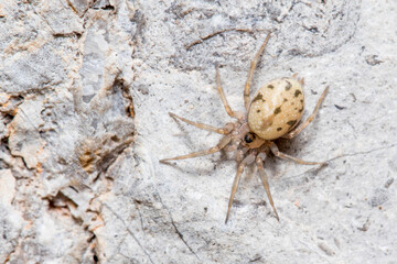 Oecobius sp. spider posed on a rock under the sun