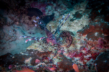 Red lionfish (Pterois volitans) or zebrafish is a venomous coral reef fish near Anilao,...
