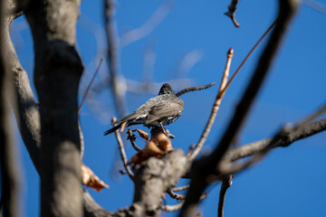 冬空の下で木枝に留まるヒヨドリの背中