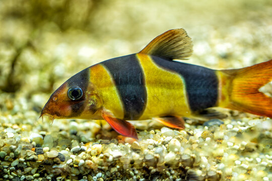 Barbus Bilder Durchsuchen 3,923 Archivfotos, und