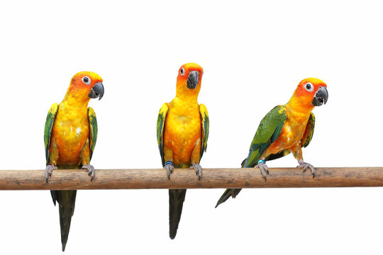 Sun conure or sun parakeet parrot on branch with isolated on white background