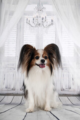 papillon dog in studio