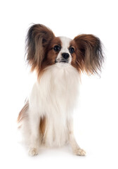 papillon dog in studio