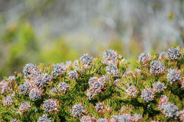 flowers in the forest