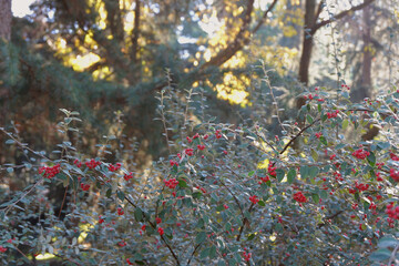 Parque Quinta de los Molinos, Madrid