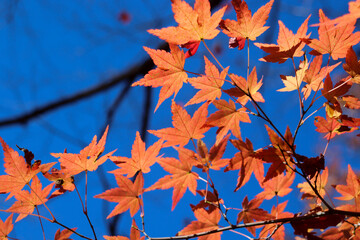 紅葉 もみじ オレンジ 青空 秋 美しい 日本 夕暮れ