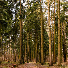 Fototapeta premium spruce forest, pinery, pine forest, Pine Tree, Fairy Forest, untouched spruce forest
