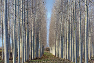 Populus canadensis. Rows of Canadian poplar for the forestry use of its wood. Province of León, Spain.
