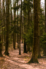 spruce forest, pinery, pine forest, Pine Tree, Fairy Forest, untouched spruce forest