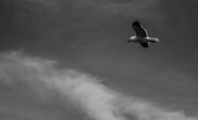 Seagull over the sea