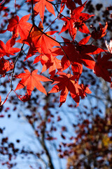 赤い もみじ 鮮やか 美しい 秋 日本 夕暮れ 