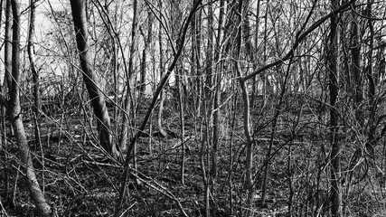 Black and white photo of dense woods with trees and branches