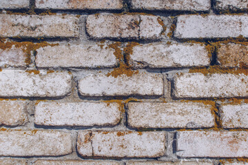 Old brick textured wall. Fried orange moss on the white wall stock photo background.