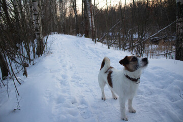 Dog Jack Russell Terrier walks through the winter snowy forest