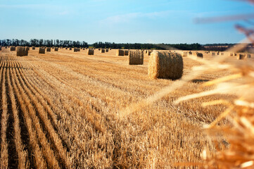 Round bales of straw on the field against the blue sky.