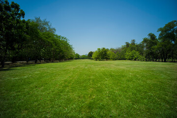 Fototapeta na wymiar beautiful green grass at park